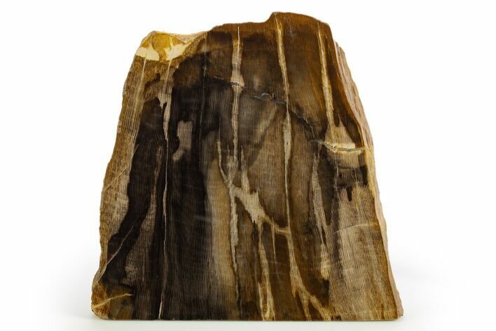 Polished Free-Standing Petrified Wood (Oak)- Swartz Canyon, Oregon #308153